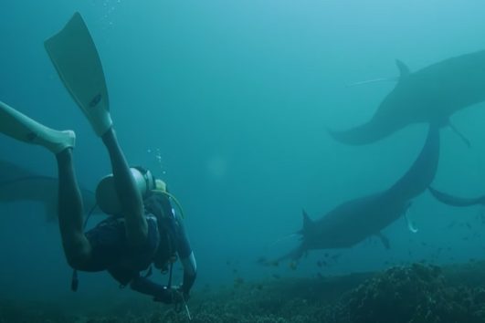 Gili Tepekong Dive Tour