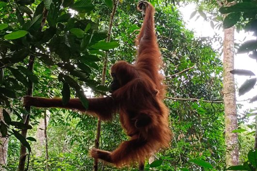 North Sumatera Active Tour