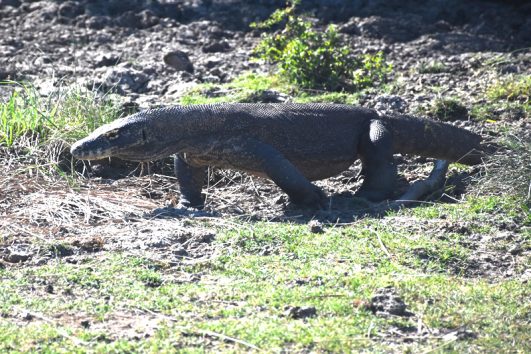 Rinca Komodo Tour