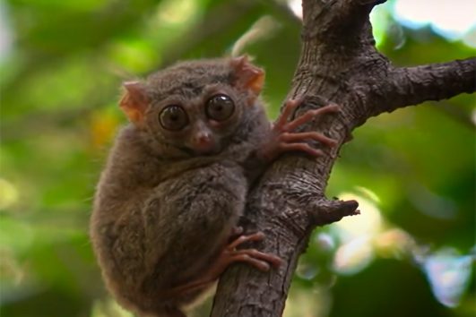 Sulawesi Active Tour