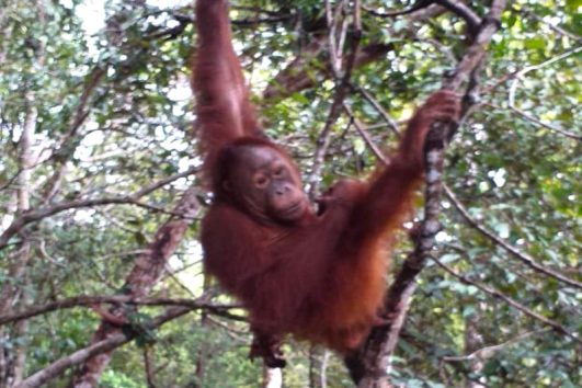 Orangutan Borneo Journey